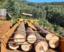 Foto de toras de madeira em caminhão