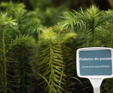 Dia do Voluntariado: IAT disponibiliza três programas para quem quer ajudar a cuidar do meio ambiente
