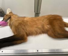 Lobo-Guará aguardando atendimento em uma maca