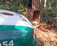 Lobo-Guará na floresta em frente ao carro do atendimento