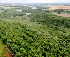 Plano geral com abundância de árvores e vegetação