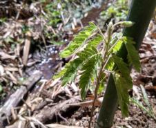 Planta solitária em meio a destroços de madeira