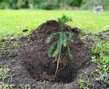 Muda recém plantada no solo