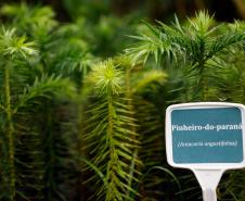 Mudas de pinheiro-do-paraná