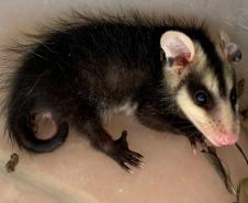 Foto de gambá resgatado