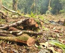 Sétima edição da Operação Mata Atlântica pretende vistoriar cerca de 1 mil hectares no Paraná.