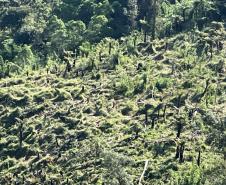Foto da operação Mata Atlântica