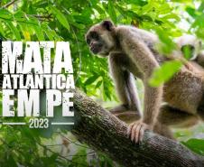 Sétima edição da Operação Mata Atlântica pretende vistoriar cerca de 1 mil hectares no Paraná.
