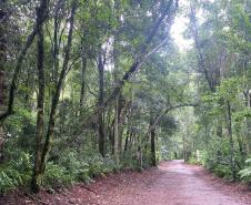Trilha por entre a mata do Parque Estadual Cabeça do Cachorro.