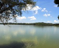 Rio atrás de árvores