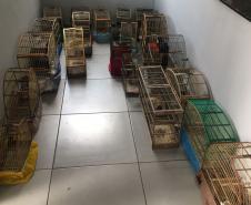 Fiscais do escritório regional do IAT de Curitiba resgataram 20 aves silvestres vítimas de maus-tratos em Rio Branco do Sul.