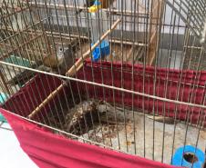 Fiscais do escritório regional do IAT de Curitiba resgataram 20 aves silvestres vítimas de maus-tratos em Rio Branco do Sul.
