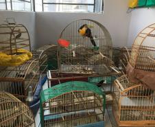 Fiscais do escritório regional do IAT de Curitiba resgataram 20 aves silvestres vítimas de maus-tratos em Rio Branco do Sul.