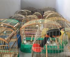 Fiscais do escritório regional do IAT de Curitiba resgataram 20 aves silvestres vítimas de maus-tratos em Rio Branco do Sul.