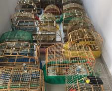 Fiscais do escritório regional do IAT de Curitiba resgataram 20 aves silvestres vítimas de maus-tratos em Rio Branco do Sul.