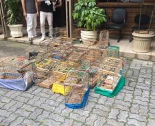 Fiscais do escritório regional do IAT de Curitiba resgataram 20 aves silvestres vítimas de maus-tratos em Rio Branco do Sul.