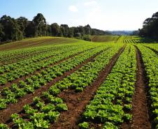 Foto de plantação de baixo risco
