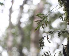 Por precaução em razão da chuva, três parques da região de Curitiba ficarão fechados neste fim de semana.