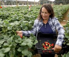 Foto de plantação de baixo risco