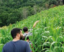 Foto de plantação de baixo risco