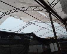 Cobertura do viveiro de Cascavel rasgada pelo tornado