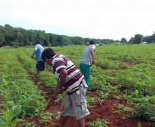 Foto de plantação de baixo risco