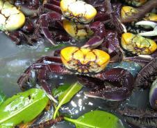 Grupo de caranguejos em habitat natural