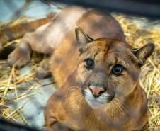 Onça/ puma 