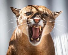 Onça/ puma rugindo