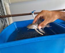 MÃO HUMANA SEGURANDO PEIXE ALEVINO