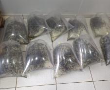 ALEVINOS EM SACOS DE ÁGUA 