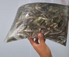 MÃOS HUMANAS SEGURANDO ALEVINOS EM UM SACO DE ÁGUA 