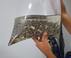 MÃOS HUMANAS SEGURANDO ALEVINOS EM UM SACO DE ÁGUA 