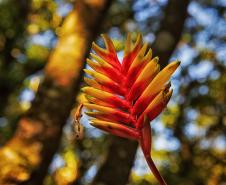 Flor