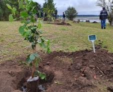 Foto de muda plantada