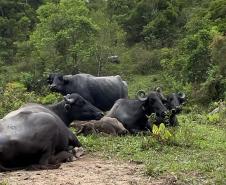 Gado em área irregular