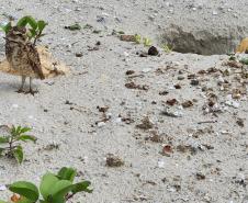 coruja na praia