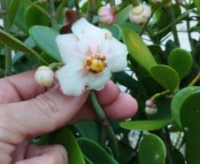 Biologo tocando a vegetação