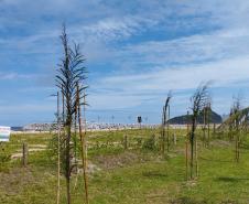 Foto de árvores plantadas na orla