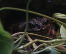 quário de Paranaguá é mais um ponto turístico para os passageiros de cruzeiros que desembarcam no litoral paranaense. O local conta com 507 animais de 93 espécies diferentes