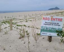 Foto de restinga na orla de Matinhos