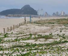 Foto de restinga da orla de Matinhos