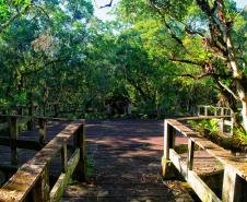 Foto de trilha do parque rio da onça