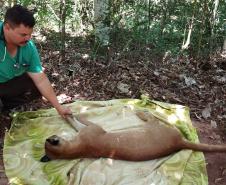 IAT padroniza ações para resgate da fauna silvestre nas cidades e suas proximidades 