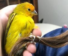 IAT padroniza ações para resgate da fauna silvestre nas cidades e suas proximidades 
