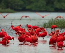 O Instituto Água e Terra (IAT) promove a segunda edição do Passarinhar Paraná nesta sexta-feira (19), no Parque Estadual do Boguaçu, em Guaratuba, dentro do Verão Maior Paraná. Entre outras atividades, o Aquário de Paranaguá inaugura também na sexta-feira (19) a exposição fixa “Mergulhando no clima do litoral”.