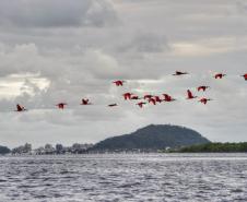 O Instituto Água e Terra (IAT) promove a segunda edição do Passarinhar Paraná nesta sexta-feira (19), no Parque Estadual do Boguaçu, em Guaratuba, dentro do Verão Maior Paraná. Entre outras atividades, o Aquário de Paranaguá inaugura também na sexta-feira (19) a exposição fixa “Mergulhando no clima do litoral”.