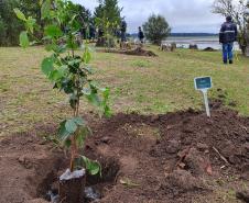 Paraná deve alcançar 10 milhões de mudas distribuídas no primeiro semestre deste ano