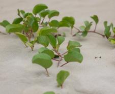 Foto de vegetação de restinga na orla