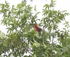 Foto de pássaro vermelho em árvore